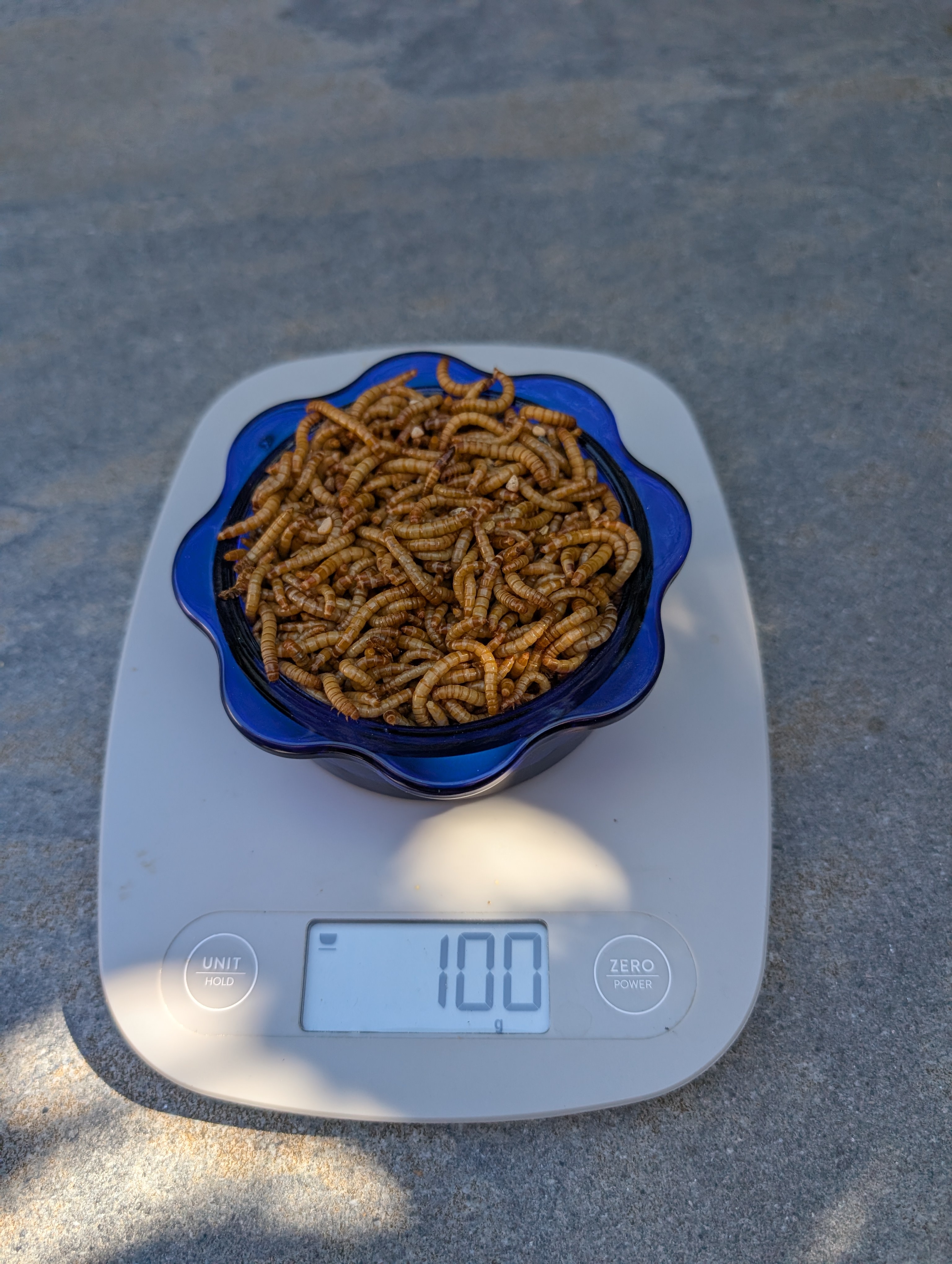 blue glass dish with 100g live mealworms