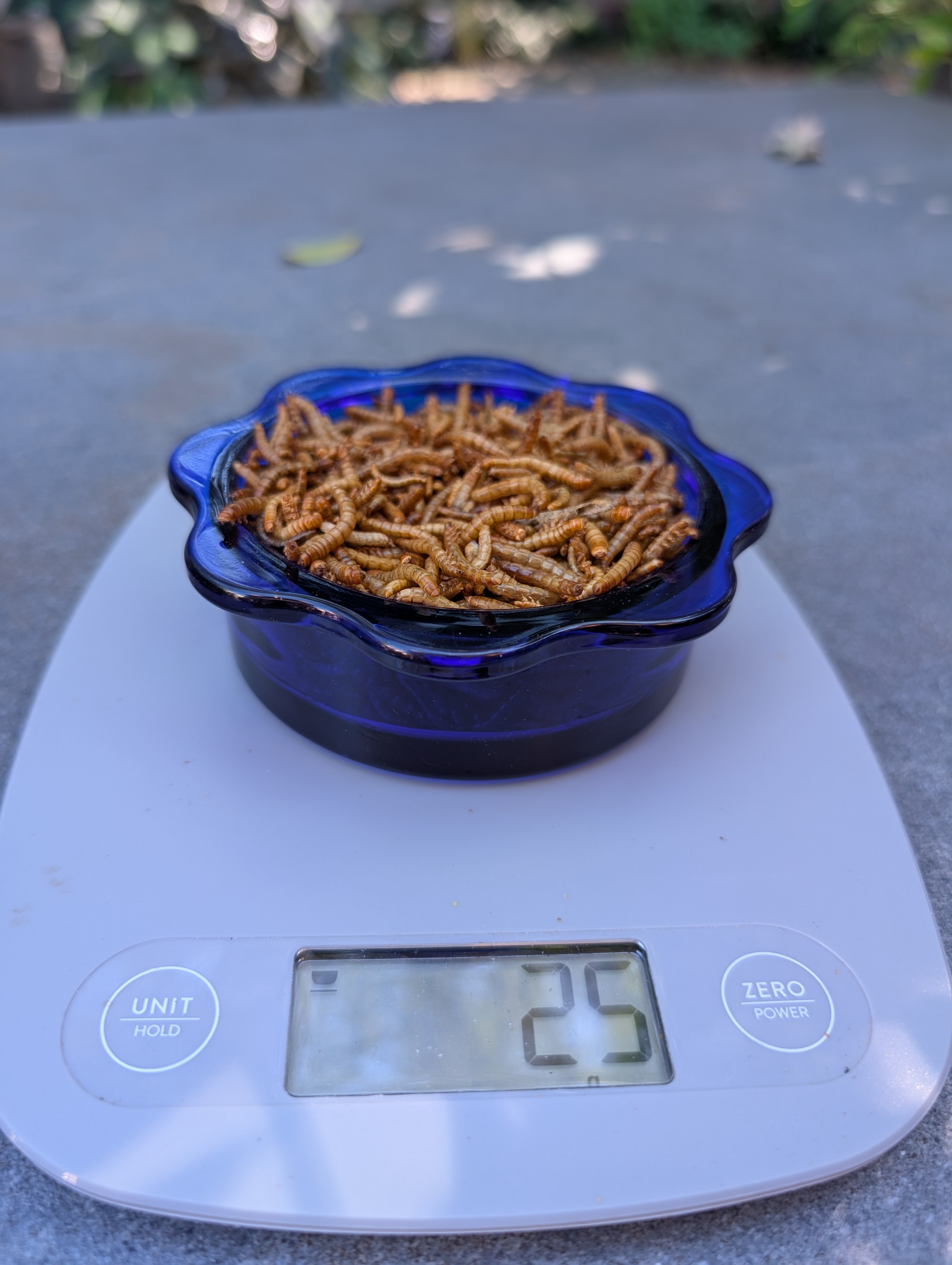 blue glass dish with 25grams dried mealworms