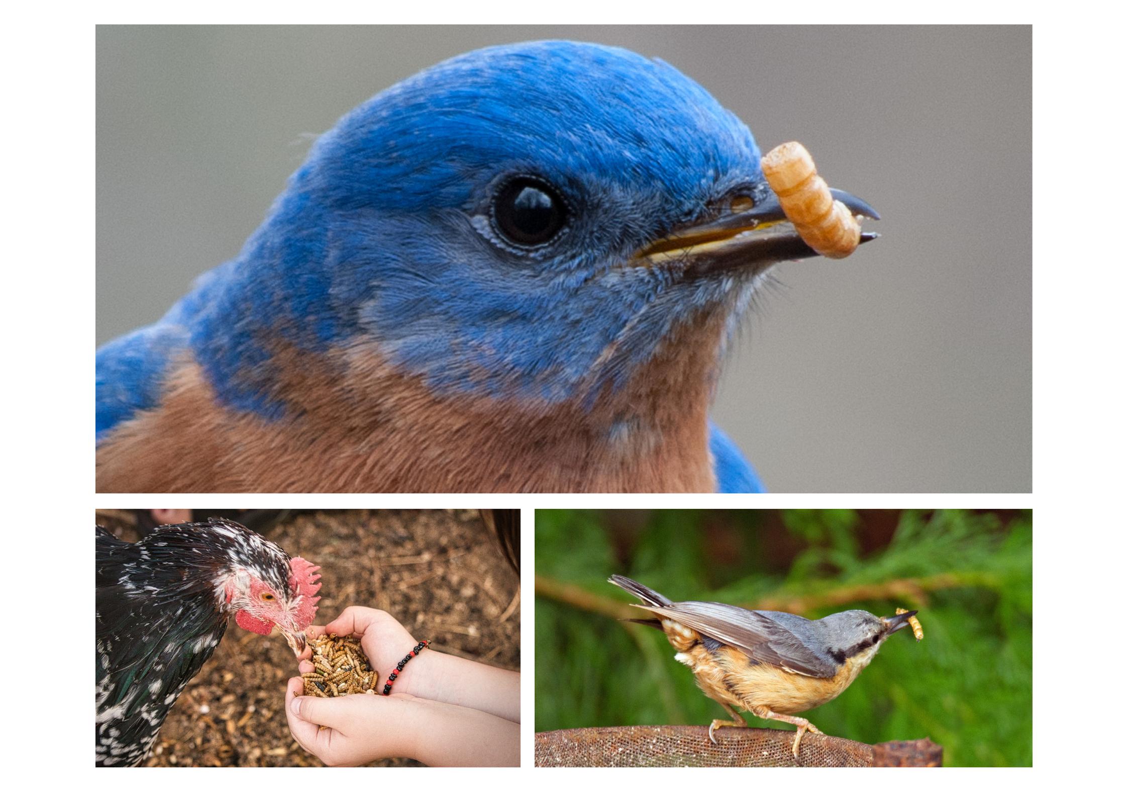 Collage of European starlings eating mealworms, a nuthatch with a single mealie, andHand fed chicken eating dried mealworms