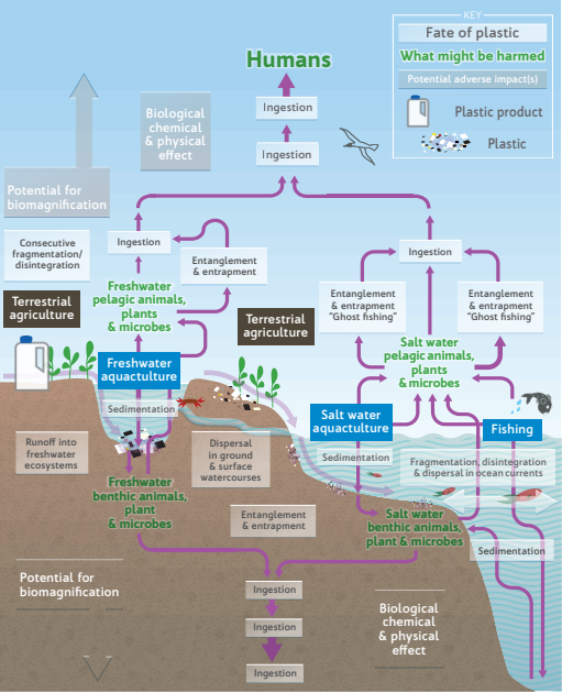 infographic showing how plastics end up in our freshwaters and ocean environments