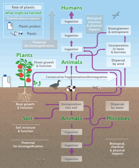 infographic showing how plastics end up in our land environments and soils