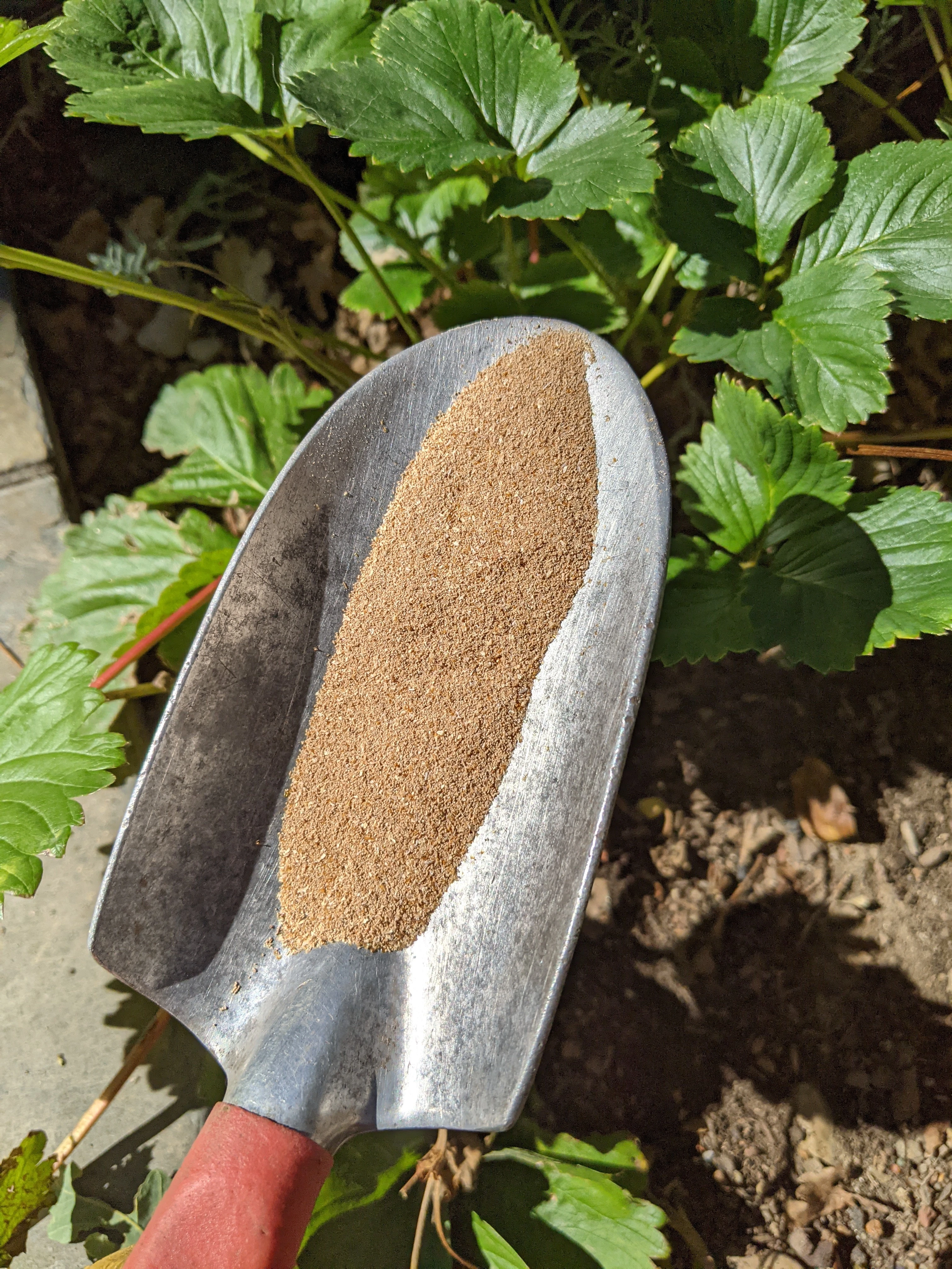 mealworm frass on a trowel getting applied to strawberry plants