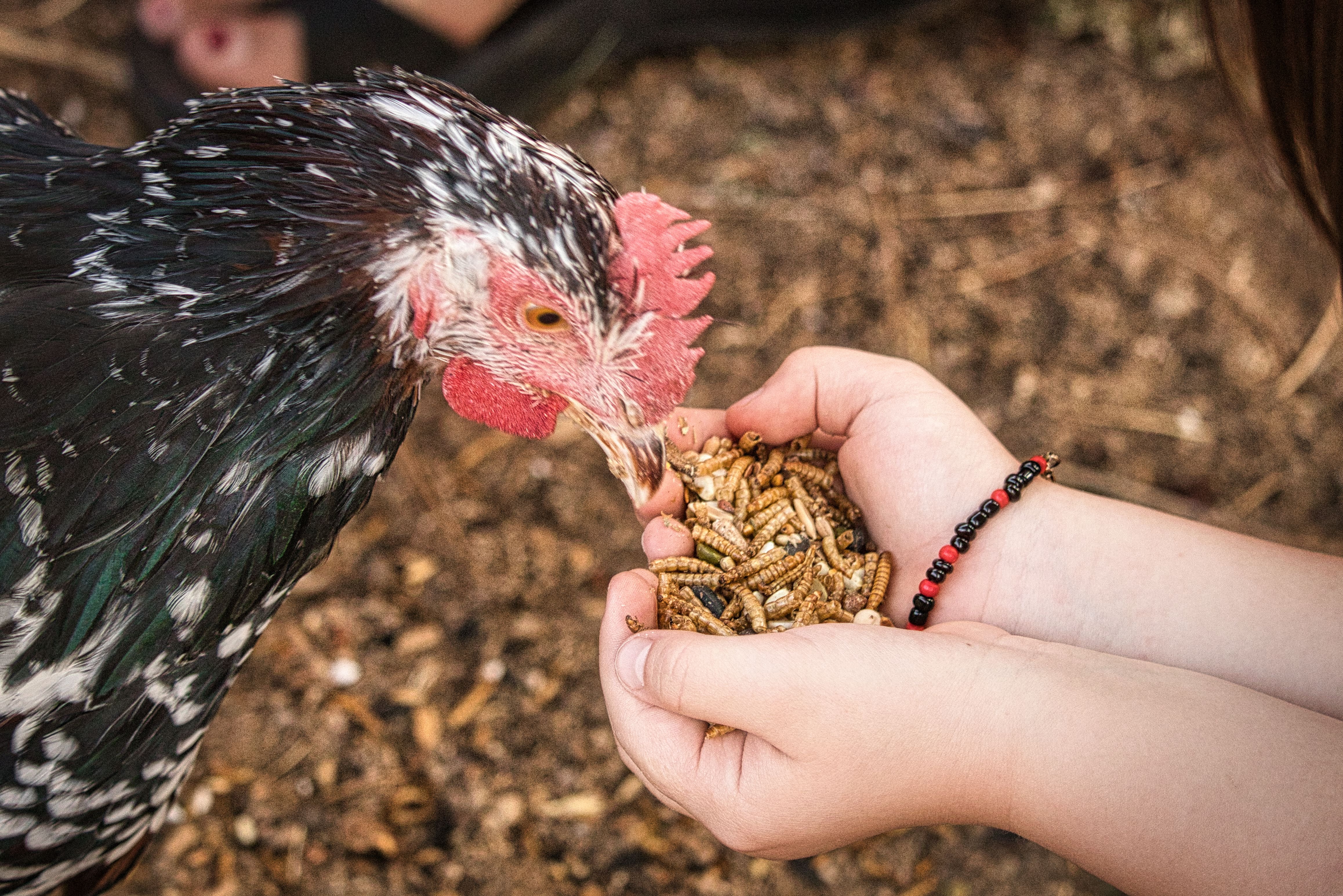 Hand fed chicken eating dried mealworms