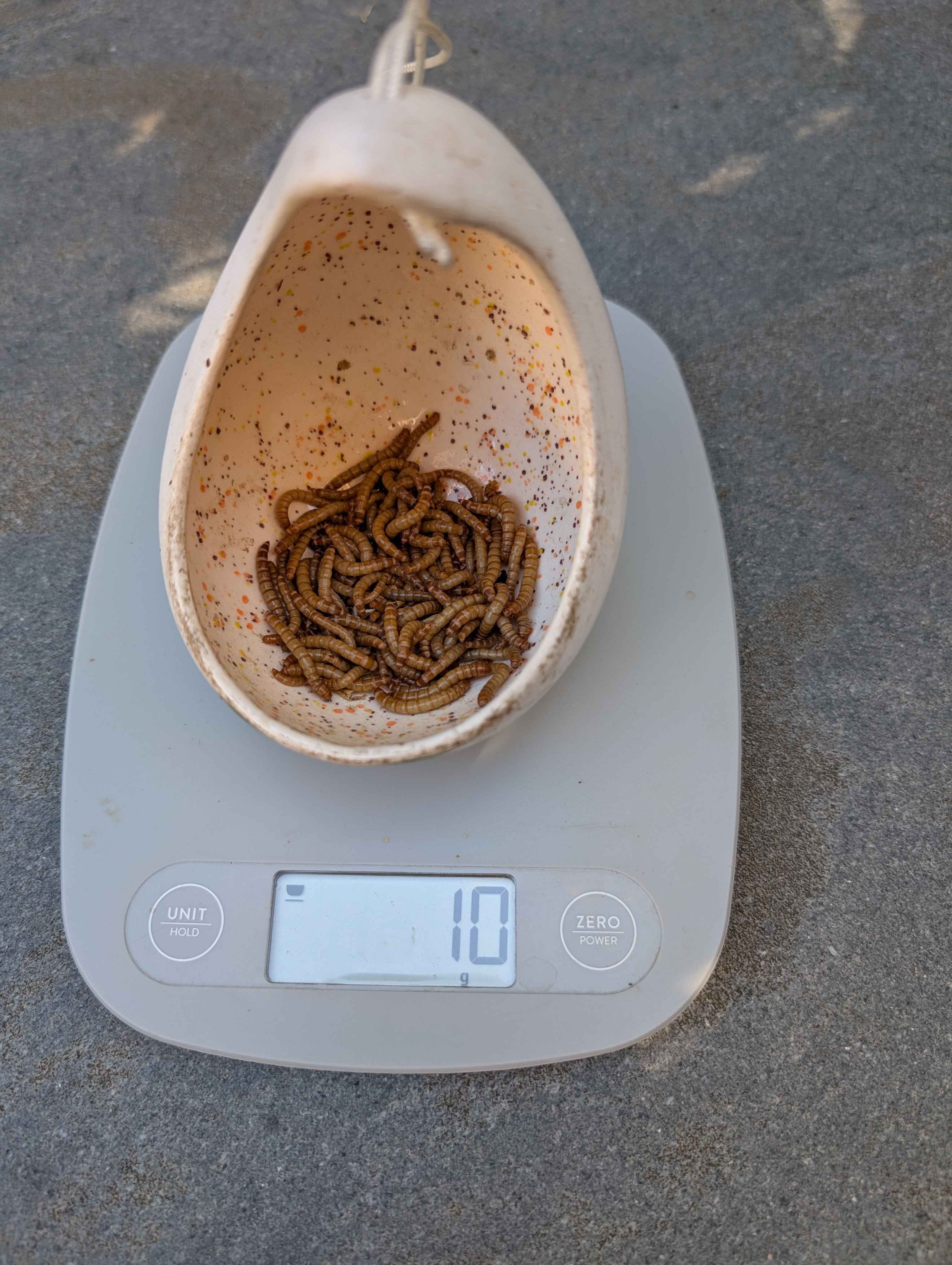 Hand painted feeder with 10g live mealworms