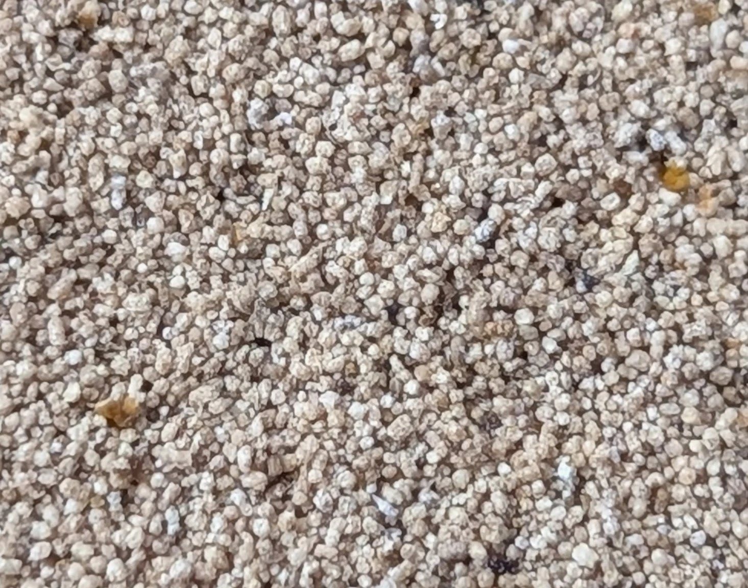 Mealworm frass close up of granules