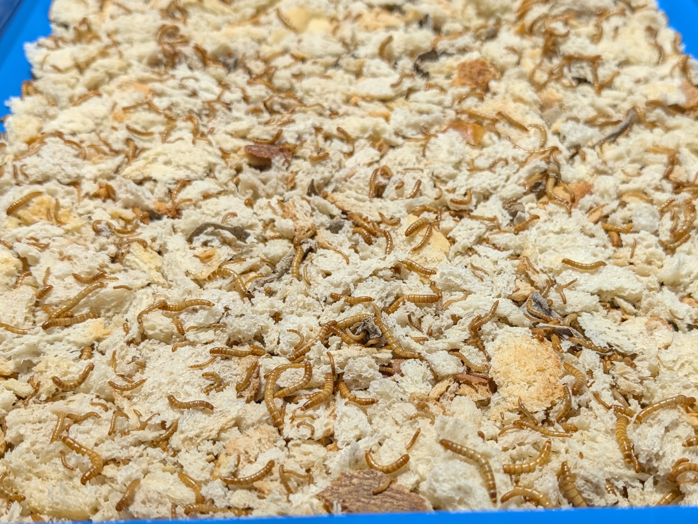 12 week old mealworms eating bread recovered from the local food bank