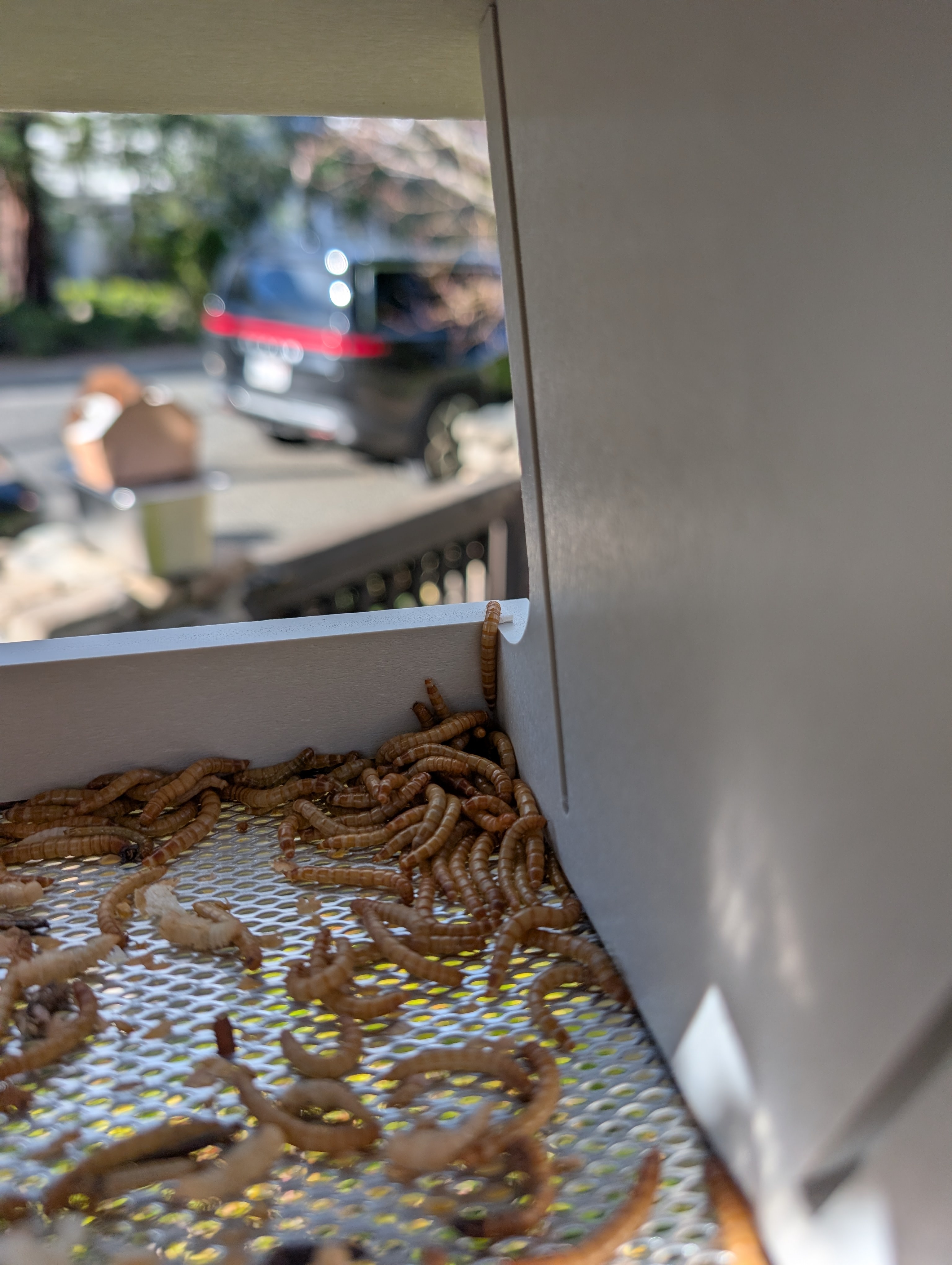 live mealworms crawling out of the fly through feeder