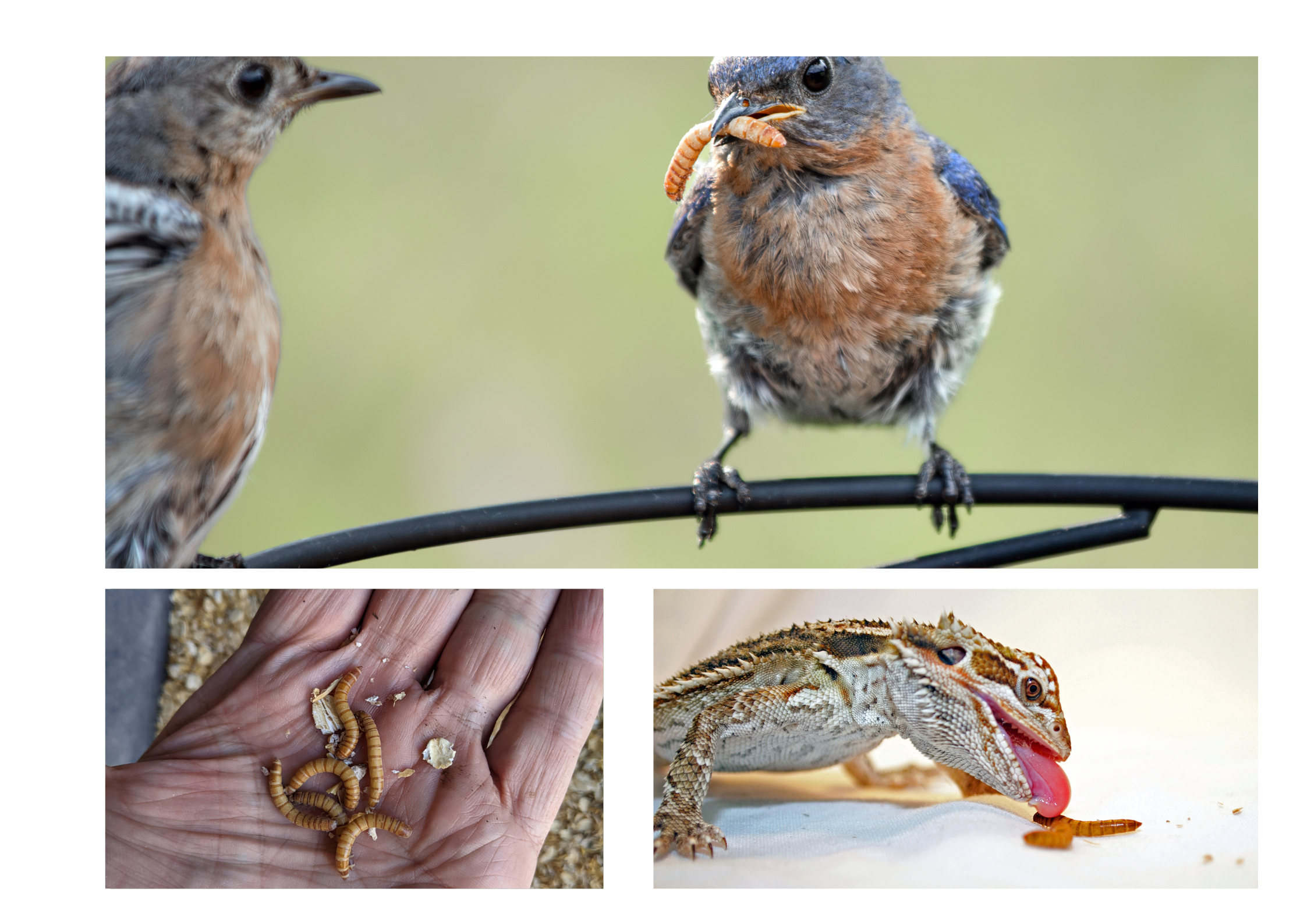 Collage of an Eastern Bluebird eating a mealworm, a nuthatch with a single mealie, and Hand fed chicken eating dried mealworms