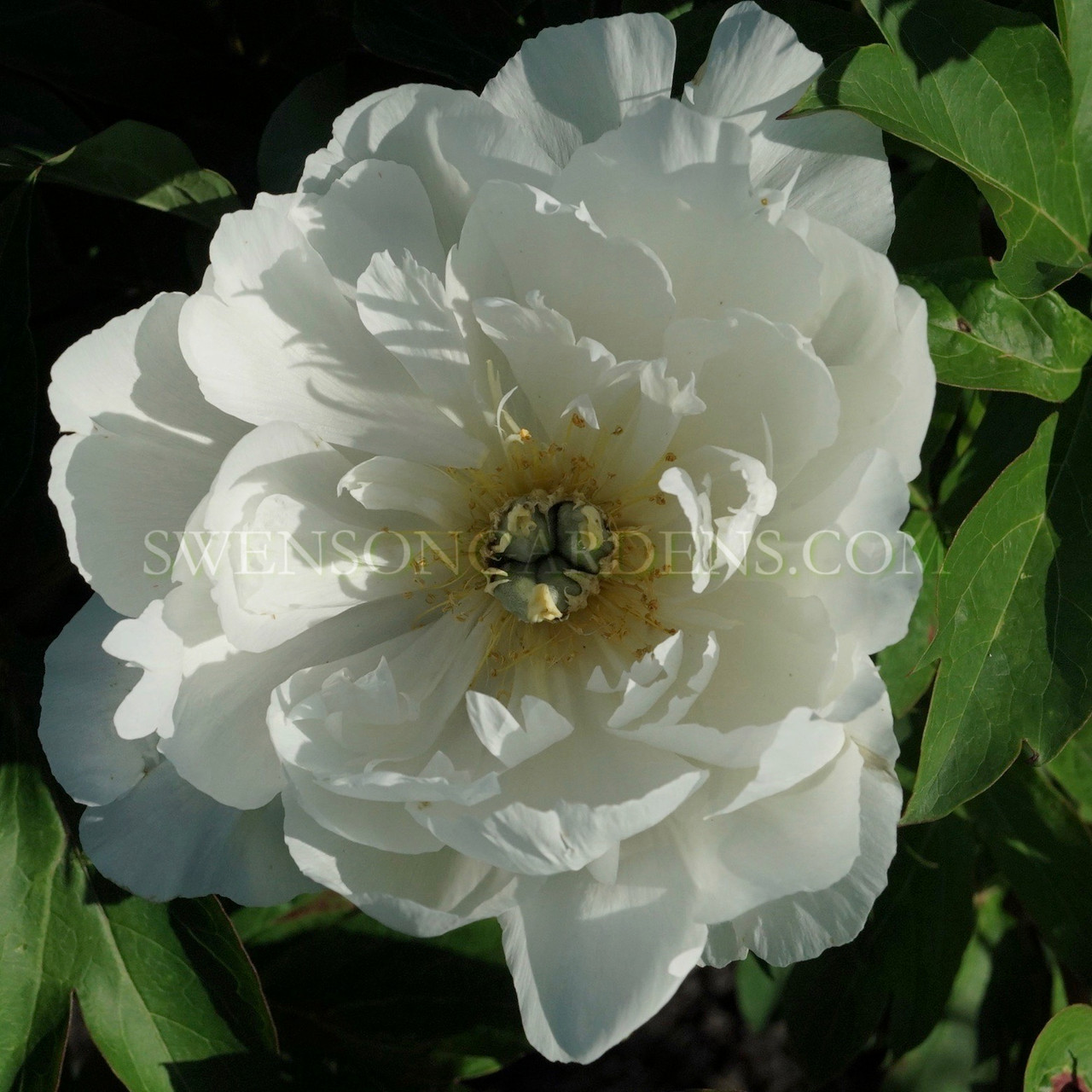 WHITE EMPEROR - Swenson Gardens