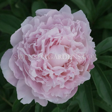 Nancy-Nora__64933.1640028849.