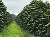 Hawaiian Queen Coffee - 100% Kona Coffee - Private Reserve Whole Beans Full City Roast - view 5