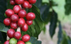 Hawaiian Queen Coffee - 100% Kona Coffee - Private Reserve Whole Beans Full City Roast - view 8