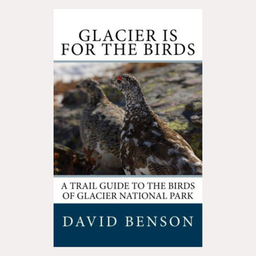 Glacier Is For The Birds