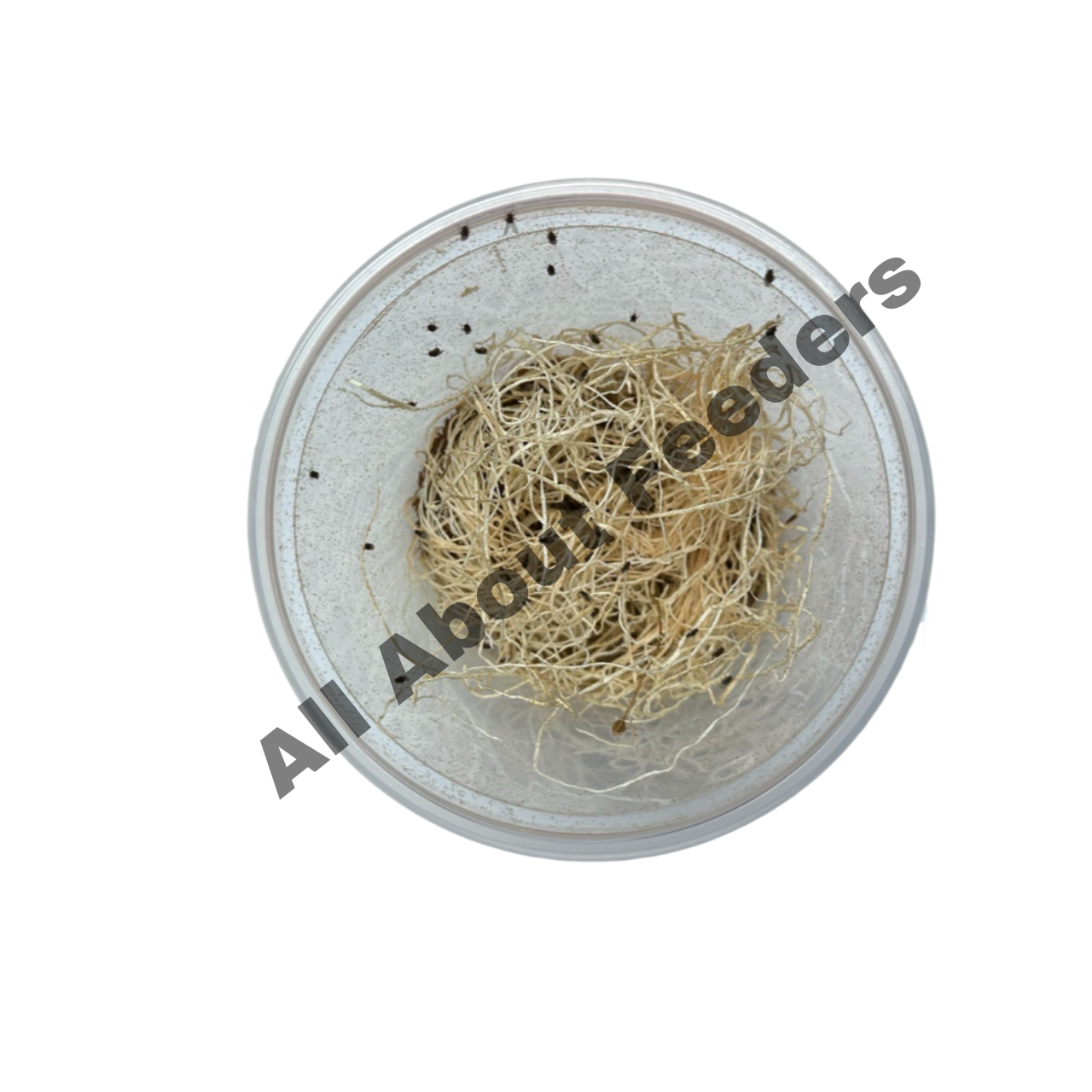 Fruit Flies All About Feeders