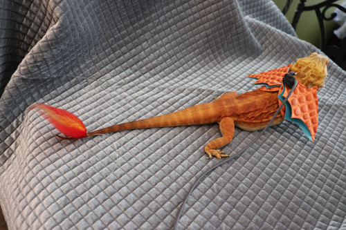 Charizard 2.0 Harness Charizard 2.0 Harness