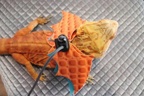 Charizard 2.0 Harness Charizard 2.0 Harness
