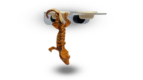 Pangea Magnetic Gecko Ledge - Acrylic