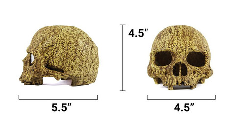 Human Skull Cave Human Skull Cave
