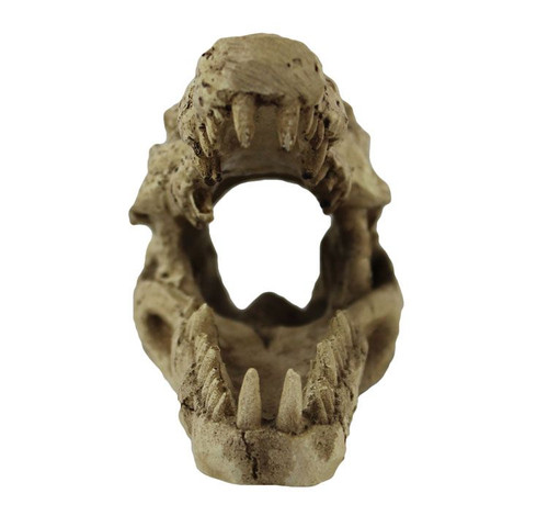 Crocodile Skull Crocodile Skull