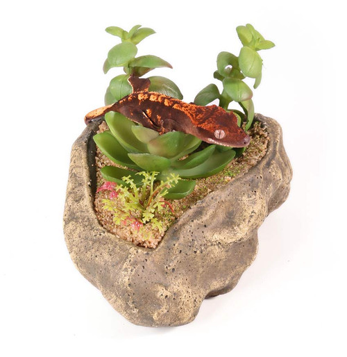 Pangea Succulent Garden #2 Pangea Succulent Garden #2