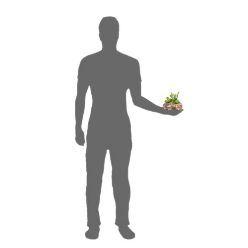 Pangea Succulent Garden #4 Pangea Succulent Garden #4