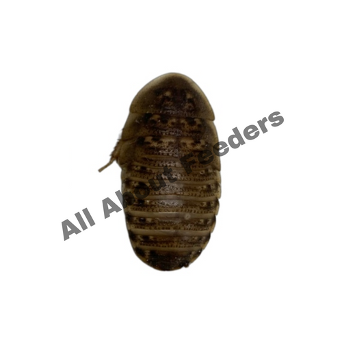 Dubia Roaches - All Sizes (Free Shipping)