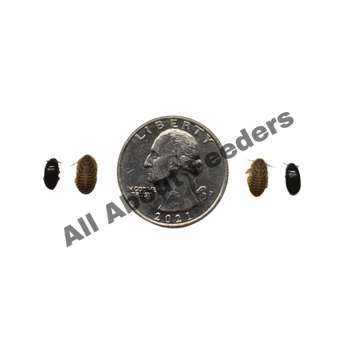 Dubia Roaches - All Sizes (Free Shipping) Dubia Roaches - All Sizes (Free Shipping)