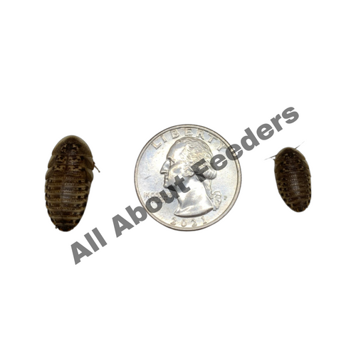 Dubia Mixed Sizes Dubia Mixed Sizes