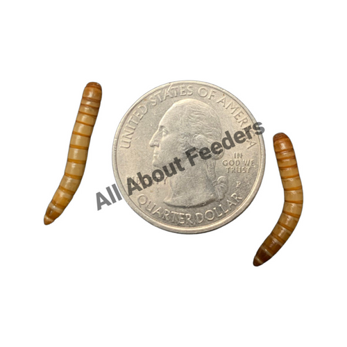 Mealworms (Free Shipping)