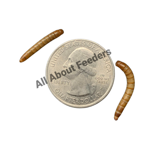 Mealworms Mealworms