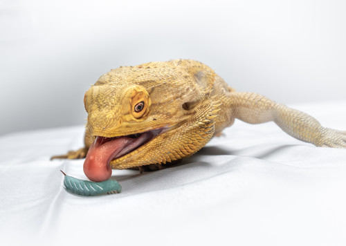 Hornworms