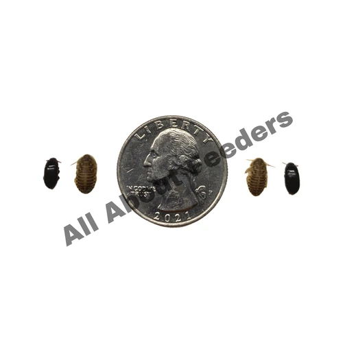 Dubia Roaches - All Sizes