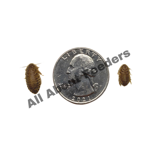 Dubia Roaches - All Sizes Dubia Roaches - All Sizes