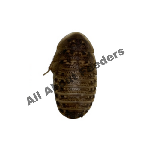 Dubia Roaches - All Sizes