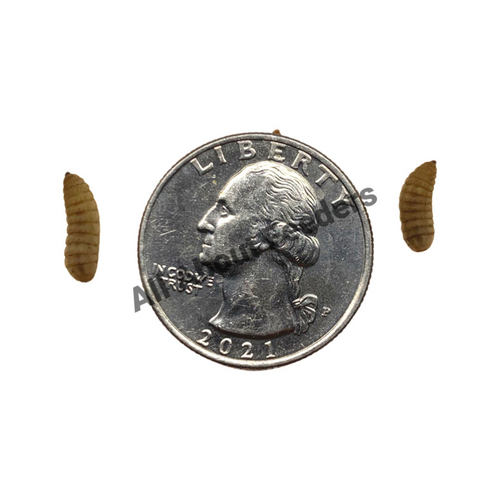 Medium BSFL Medium BSFL