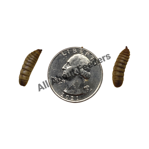 Large BSFL Large BSFL