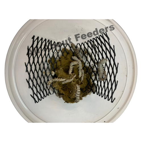 Silkworms (Free Shipping) Silkworms (Free Shipping)