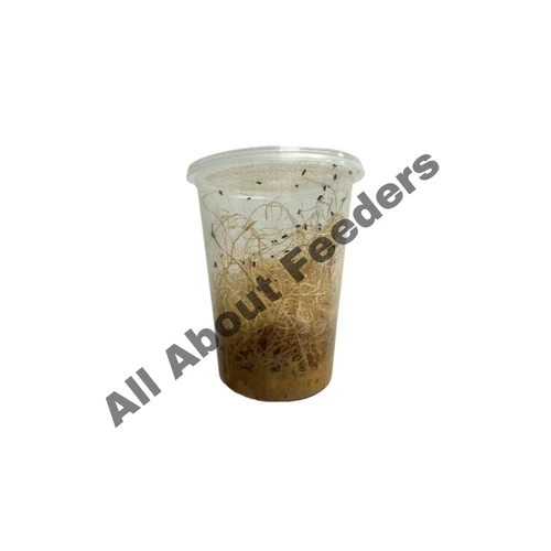 Flightless Fruit Fly Bundle Pack