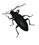 Superworm Beetles