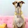 Beaded Dog Collar Slip-on Bumble Bee Glossy Sparkle Honey Collection | Dainty Days — view 7