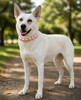 Dog standing in the park wearing the Pink Pearls beaded collar
