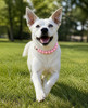 Dog running in the park wearing the Pink Pearls beaded collar