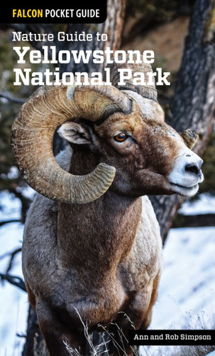 Nature Guide to Yellowstone National Park by Ann Simpson, Rob Simpson, 9781493009671