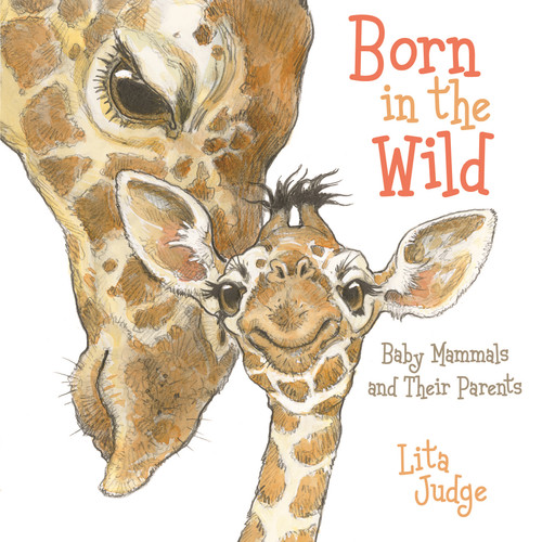 Born in the Wild (Baby Animals and Their Parents) by Lita Judge, Lita Judge, 9781250189905