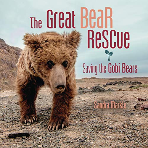 The Great Bear Rescue (Saving the Gobi Bears) by Sandra Markle, 9781541581258