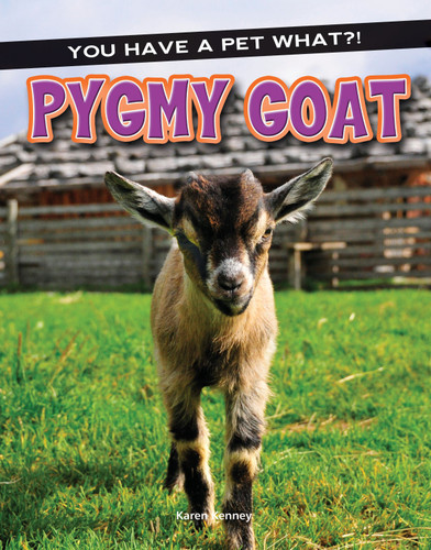 Pygmy Goat by Karen Latchana Kenney, 9781683421771