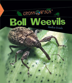 Boll Weevils by Jonathan Kravetz, 9781404230415
