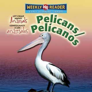 Pelicans / Pelícanos (Bilingual Edition) by Kathleen Pohl, 9780836880083