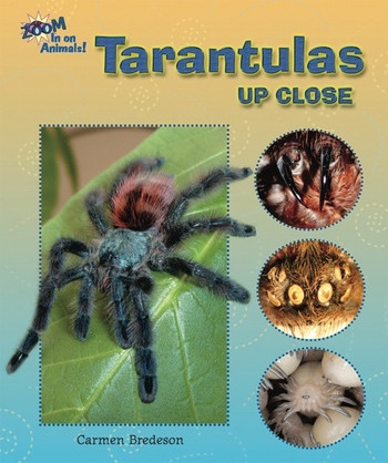 Tarantulas Up Close by Carmen Bredeson, 9780766030763