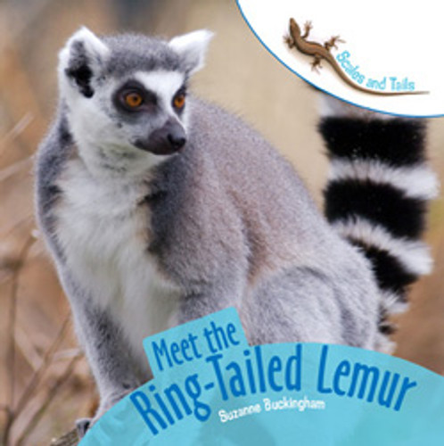 Meet the Ring-Tailed Lemur by Suzanne Buckingham, 9781404245013